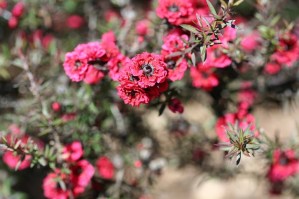 leptospermum rojo flor